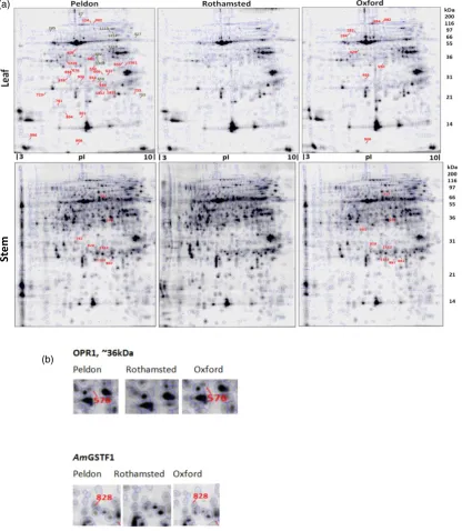 Figure 1. Proteome maps for leaf and stem tissue of NTSR (Peldon, Oxford) and HS (Rothamsted) blackgrass populations.(a) Polypeptide spots that were signiﬁcantly enhanced (+1.5-fold) in the NTSR populations compared to the HS are numbered and indicated on the maps.(b) Two representative protein spots illustrating their increased synthesis in the two NTSR populations.