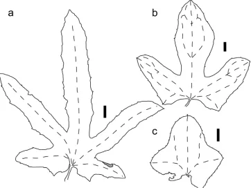 Figure 6. Leaf shape variability in Coccinia senensis. a H.J. Schlieben 5259 (HBG) b E.M.C
