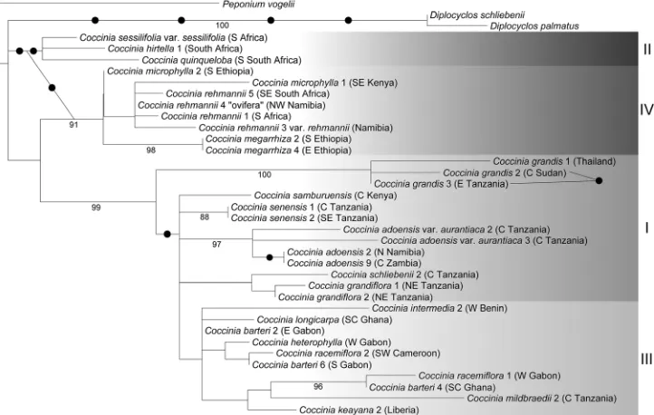 Figure 18. Phylogenetic relationships in Coccinia based on 505 nucleotides of the nuclear LEAFY-like 2nd intron, obtained for 37 accessions from 23 species analyzed under maximum likelihood (ML) and the GTR + Γ model