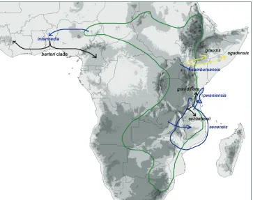 Figure 19. Scenario of evolution in the C. adoensis clade. The green line surrounds today’s distribution of C