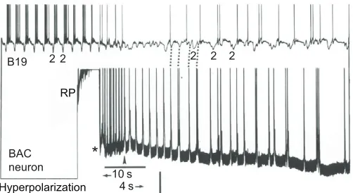 Fig. B19 shows phase 2 IPSPs (2) followed by phase 3 bursting. The BAC cellwas initially held hyperpolarized (H)