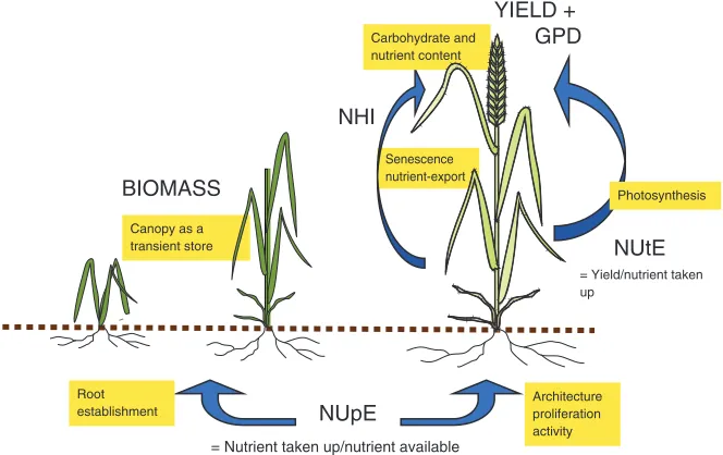 Figure 1Nutrient use efﬁciency is composed of several interacting processes, occurringDeﬁnition of major components are shown: nutrient use efﬁciency(NUE)at different developmental stages