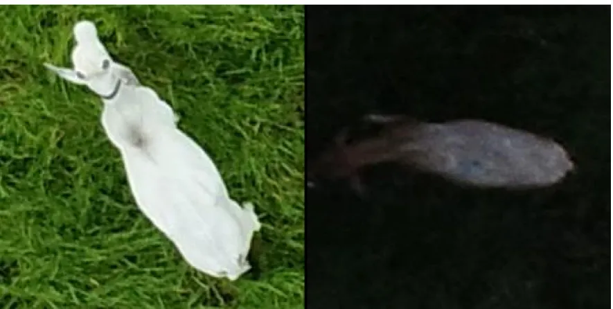 Figure 1. Examples of well-lit (left) and too dark conditions (right).