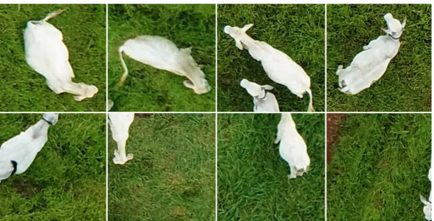 Figure 5. Examples of image blocks containing carefully framed animals (upper row) and image blocksgenerated using a regular grid (bottom row).