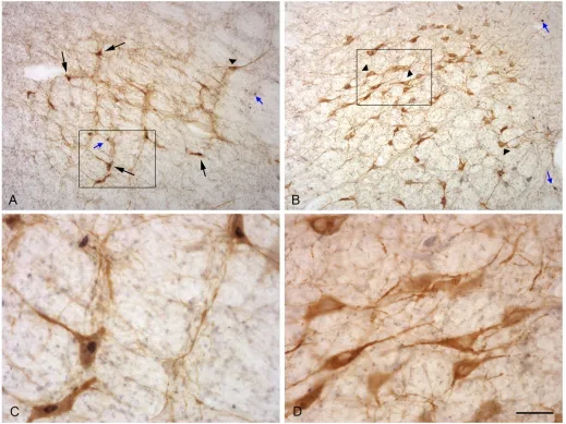 Fig 4. Photographs illustrating neurons expressing Fos and TH proteins in the A1 (A, C) and A7 (B, D) nucleus of a female exposed to a ram.C and D are details of the area shown in the rectangle