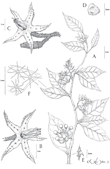 Figure 1. Solanum junctum S. Stern & M. Nee A Habit B Functionally male flower; note reduced style C Perfect flower D Seed E Cauline prickle F Trichomes on abaxial leaf surface