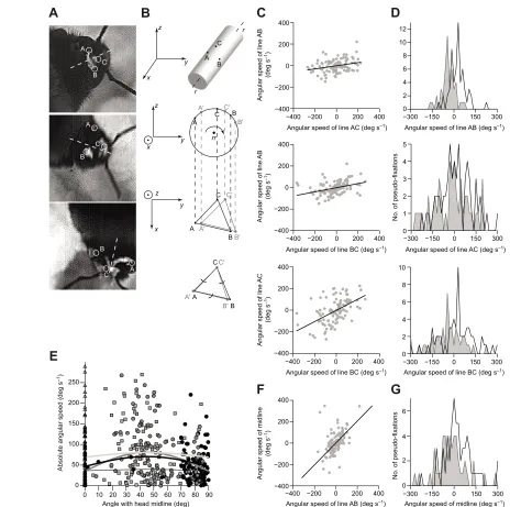 Fig. A1. Assessing the contribution of head roll to measurements of yaw (dataset B). (A) Examples of white paint marks on bees’ heads