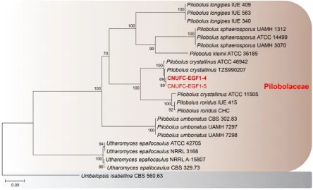 Figure 1. Phylogenetic tree based on neighbor-joining analysis of internal transcribed spacer rDNA sequences for Gilbertella persicaria CNUFC-GWD3-9 and G
