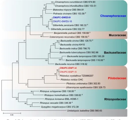 Figure 3. Phylogenetic tree based on neighbor-joining analysis of 28S rDNA sequences for Gilbertella 