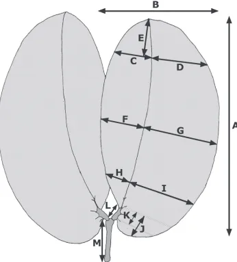 Figure 1. Quantitative leaf characters of specimens of the Hymenaea courbaril complex