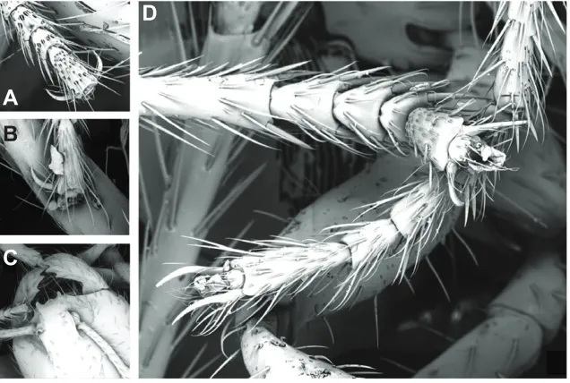 Fig. 2. Ants use legs and mandibles to form
