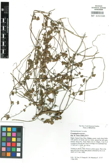 Figure 2. Isotype of Cissampelos arenicola M. Nee & R. Ortiz (Nee et al. 51717, MO).