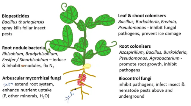 Figure 4 Examples of beneficial bacteria and fungi that may be exploited to improve plant health and crop yields