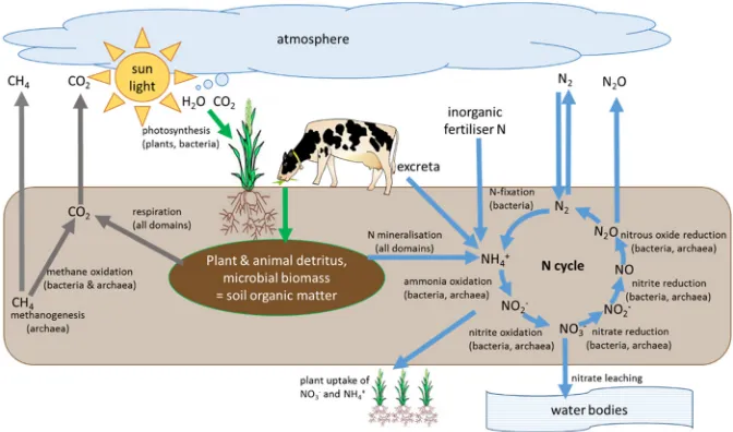 Figure 1 The major sources, sinks and outflows for C and N in soils, including GHG emissions: carbon soil; in agricultural systems this is removed during harvest or grazing