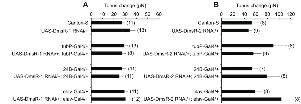 Fig. 3. Myogenic effects of DPKQDFMRFamide are not mediated through dromyosuppressin receptor (DmsR) 1 or 2