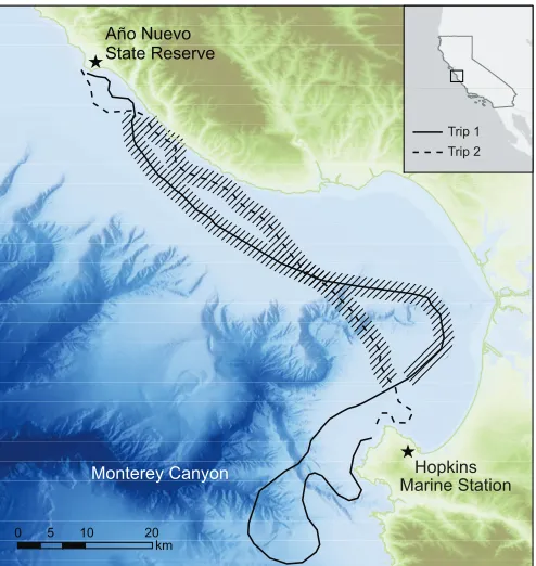 Fig. 1. Haul-out (Año Nuevo) and release (Hopkins) sites of translocatedseals, ~50 km apart across Monterey Bay