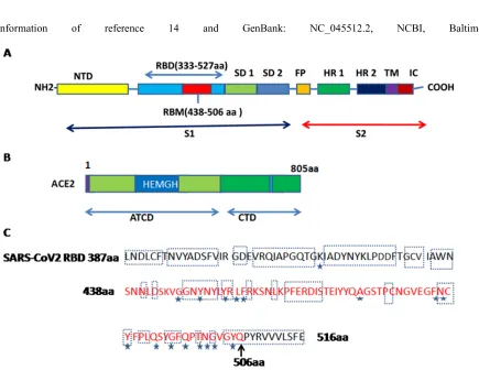 Fig. 2 Ligand (S-protien) of virus and human receptor ACE2(angiotensin converting enzyme 2).A.Topological structure of S-protein (Monomer) showing NTD(N-terminal domain)