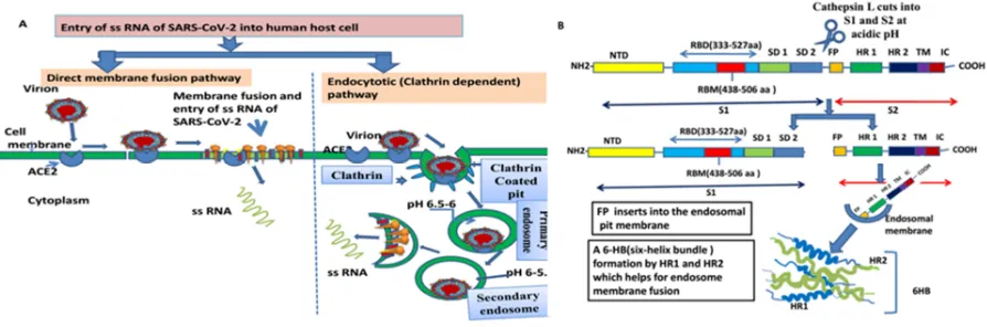 Fig. 3 Entry of  human SARS-CoV-2 into host cell (assuming that SARS-CoV2 follows the mechanism of entry like 