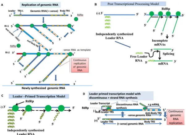 Fig. 5 Genomic RNA replication and ifferent models for RNA synthesis of corona virus A
