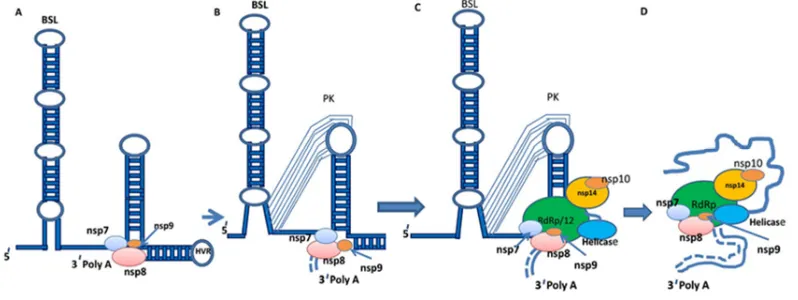 Fig. 6 Discontinuous minus strand sgRNA replication /synthesis (Discontinuous  extention of minus strand RNA model, nested sgmRNA synthesis and translation of  all sgmRNA producing all structural proteins of  SARS-CoV2