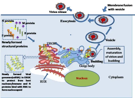 Fig. 8  Assembly of viral parts, maturation of virion  in ERGIC(Endoplasmic reticulum Galgi body intermediate compartment or Golgibody, budding, vesicle formation and exocytosis for virion relese