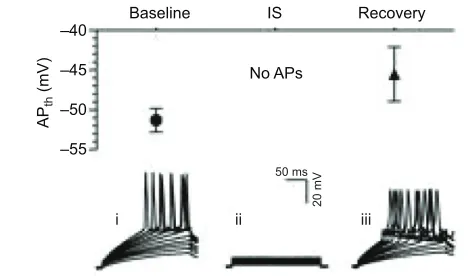 Fig. 2. Cortical neuronal membrane potential (mV) treated with anischemic mimicking solution depolarizes to EGABA