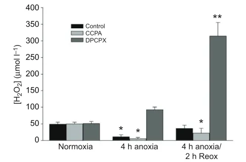 Fig. 3. H concentration in the medium of neuronally enrichedindependent experiments/group