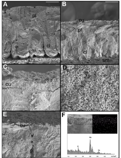 Fig. 1. Cross-sectional scanning electron micrographs (SEMs) ofchicken (A) and brush-turkey (B–F) eggshells