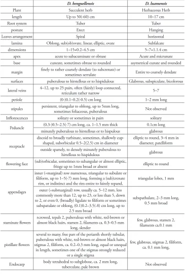 Table 1. Comparison D. benguellensis and D. luamensis.