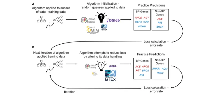 FIGURE 1 | Supervised Machine Learning Algorithm Training. (A) Data containing labeled genes (e.g., genes labeled as causal or non-causal for blood pressure – BP) and columns of features describing those genes are input into a machine learning algorithm