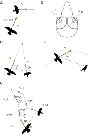 Fig. 1. Trajectories resulting from alternative pursuitstrategies.speed;  (A) Classical pursuit; (B) constant bearingdecreasing range (CBDR); and (C) motion camouflage withthe baseline held at a constant absolute angle (after Ghoseet al., 2006)