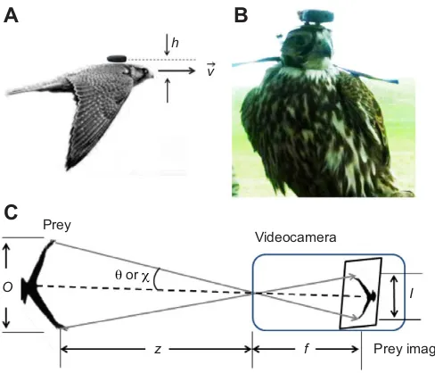 Fig. 6. Bird-mounted camera mounting geometries. (A) Schematicdiagram showing the relative orientation of the camera optical axis and bodyaxis in flight on the back-mounted videocameras