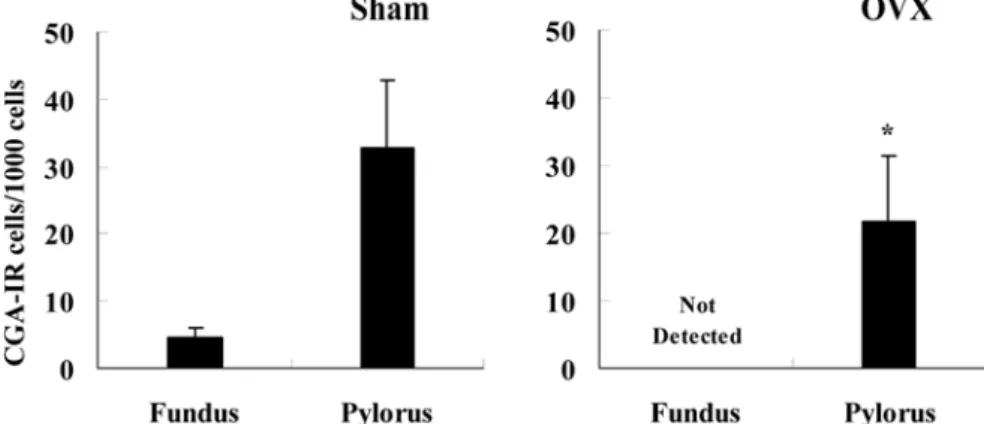 Fig 5.  Number of CGA-IR cells in the fundus and pylorus, and their changes after ovariectomy (OVX).
