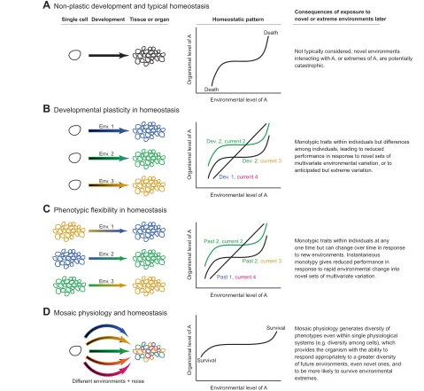 Fig. 3. Homeostasis, phenotypes and mosaic physiology. (A) A typical conception of the development of a homeostatic system