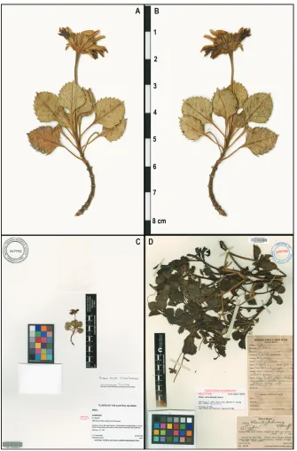 Figure 2. Photos of Bidens type specimens: A–C Bidens meyeri holotype (PTBG): A–B Specimen be-fore mounting A Side with the involucral bracts and (mostly) upper surface of the leaves showing B Side with the flowers and (mostly) the undersurface of leaves s