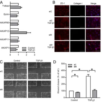Figure 7. The effect of TGF-β1 on AKAPs expression and role of Ezrin, AKAP95 and Yotiao in TGF-