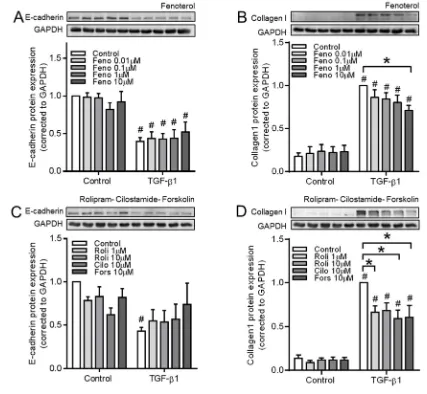 Figure 9.  Effect of fenoterol, rolipram, cilostamide and forskolin on TGF-β1-induced EMT makers using BEAS-2B cells