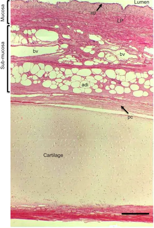 Fig. 4. Structure of pygmy sperm whale larynx. In all cases dorsal surfacesare uppermost