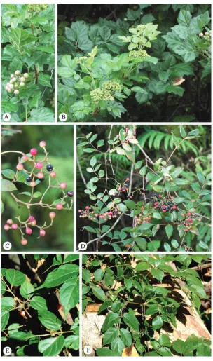 Figure 1. Images of representative species of voucher specimen: (Hook. & Arn.) J. Wen & Z.L