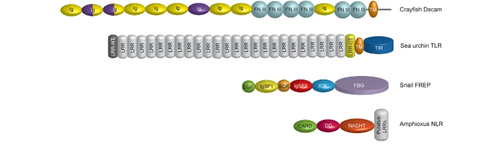 Fig. 1. Schematic views of four invertebrate immune proteins exhibiting large sequence variability