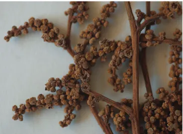 Figure 4. Close up of inflorescence of Licania apiknae.
