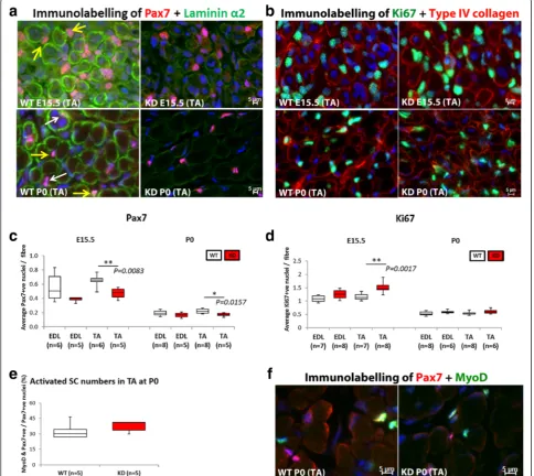 Fig. 7 Pax7 positive progenitor cell quantification. a shows double immunolabelling for Pax7 and laminin α2 in the TA, whilst b shows Ki67+ andtype IV collagen in the TA