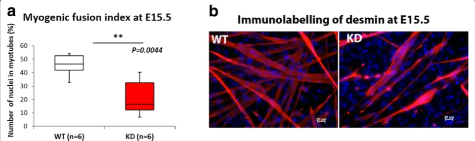 Fig. 8 Myoblast fusion at E15.5. Myoblasts were isolated from the limbs at E15.5 for the further evaluation of reduction in cluster size that weobserved on transverse sections