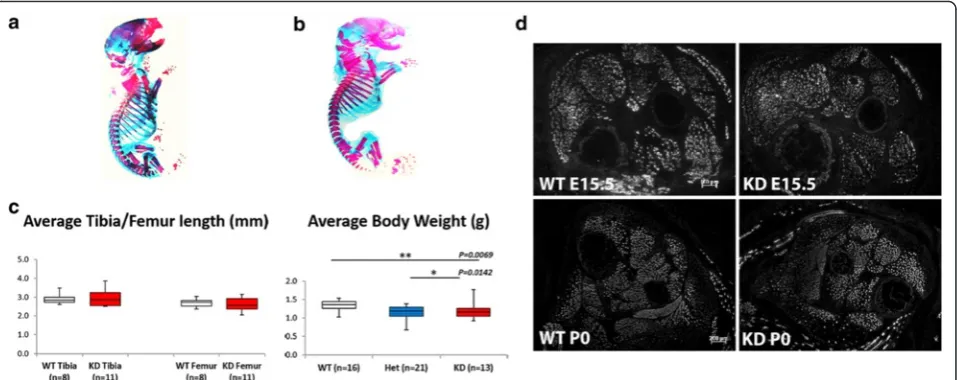 Fig. 1 Skeletal development, body weight and skeletal muscle development. A comparison of alizarin blue staining of wild type (a) and FKRPKDb) pups at P0 indicated no differences with respect to skeletal development