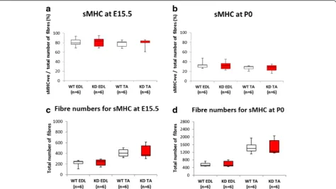 Fig. 5 Slow myosin heavy chain expression. The majority of primary myotubes initially express slow myosin