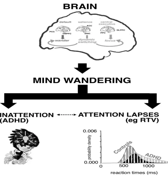 Figure 1. Visualisation of the linear relationship between neural activity, mind-wandering  (MW), inattentive symptoms and attentional lapses in the MW hypothesis