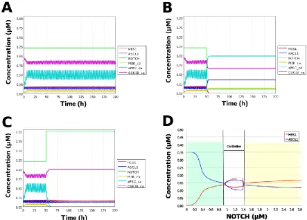 Figure 5. Simulation of the toy model. (A) Basic condition with a 2.5-h period. (B) Negative and (C)  positive perturbation of NOTCH concentration at 50 h