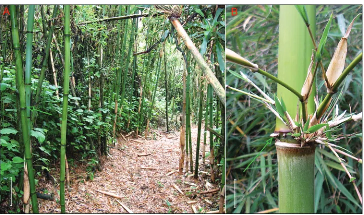 Figure 4. Yushania alpina. A culm sheath B leaf sheaths, culm node with ring of thorn-like aerial roots and distinct supra-nodal ridge, sulcate internode, and dominant central branch