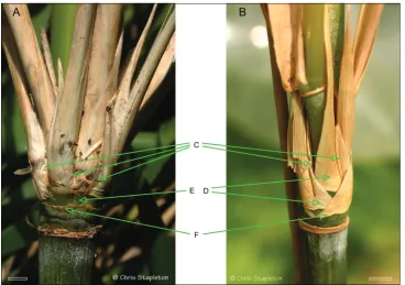 Figure 2. Comparison of branch complement sheathing from mid-culm nodes of Thamnocalamus tessella-tus (A) and Thamnocalamus crassinodus (B) C Lateral branch prophylls D Sheaths obscuring prophyll bases in T