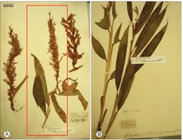 Figure 1. Type specimens: - A Hedychium villosum Wall. - Sylhet, 1815, M. R. Smith s.n
